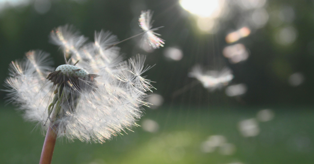 6 tips to help you banish pollen from your laundry this allergy season