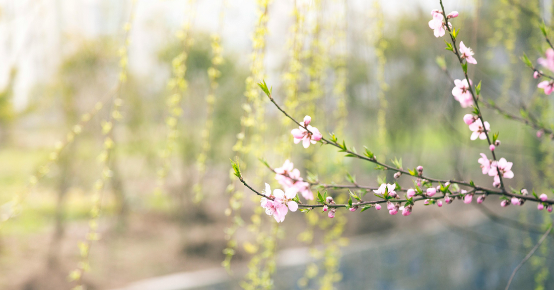 Spring blossom branch